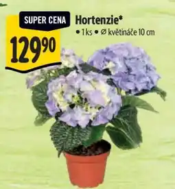 Albert HORTENZIE nabídka