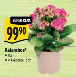 Albert Kalanchoe nabídka