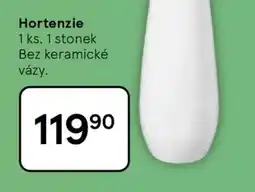 Tesco HORTENZIE nabídka