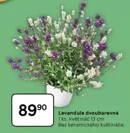 Tesco Levandule dvoubarevná nabídka