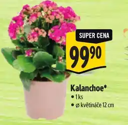 Albert Kalanchoe nabídka