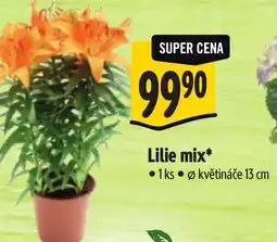 Albert Lilie mix nabídka