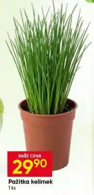 Hruška Pažitka kelímek nabídka
