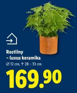 Lidl ROSTLINY-LUXUS KERAMIKA nabídka