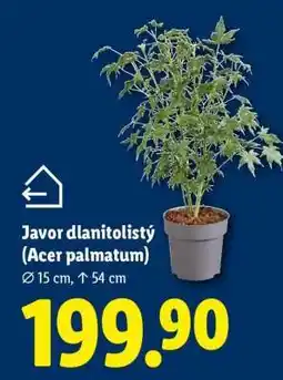 Lidl Javor dlanitolistý (Acer palmatum) nabídka