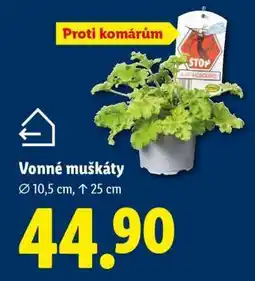 Lidl VONNÉ MUŠKÁTY nabídka