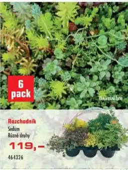 Uni Hobby Rozchodník nabídka