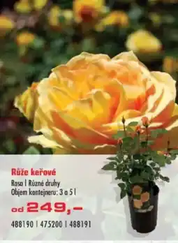 Uni Hobby Růže keřové nabídka