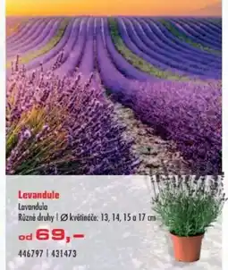 Uni Hobby Levandule nabídka