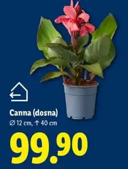 Lidl CANNA (DOSNA) nabídka