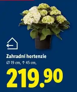 Lidl ZAHRADNÍ HORTENZIE nabídka