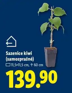 Lidl Sazenice kiwi (samosprašné) nabídka