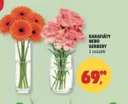 Penny Market Karafiáty nebo gerbery nabídka