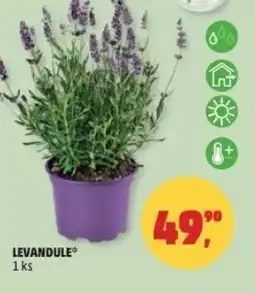 Penny Market Levandule nabídka