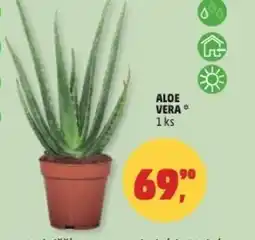 Penny Market Aloe vera nabídka