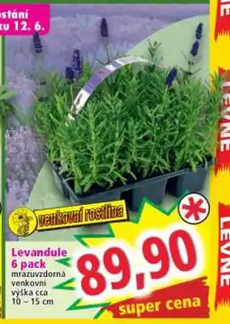 Norma Levandule 6 Pack nabídka