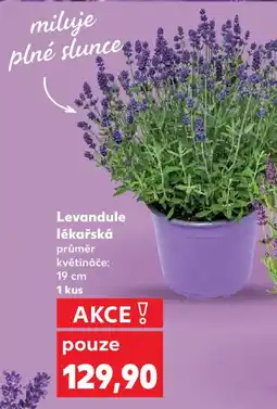 Kaufland Levandule lékařská nabídka