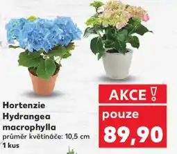 Kaufland Hortenzie Hydrangea macrophylla nabídka