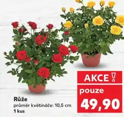 Kaufland Růže nabídka