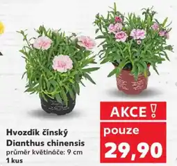 Kaufland Hvozdík čínský Dianthus chinensis nabídka