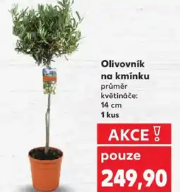 Kaufland Olivovník na kmínku nabídka