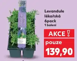 Kaufland Levandule lékařská nabídka