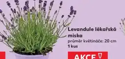 Kaufland Levandule lékařská miska nabídka