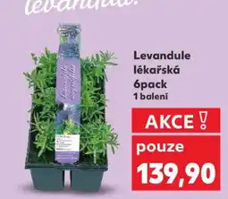 Kaufland Levandule lékařská 6pack nabídka