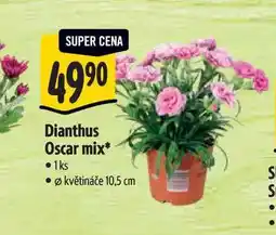Albert Dianthus Oscar mix, pr. květináče 10,5 nabídka