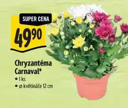 Albert Chryzantéma Carnaval, pr. květináče 12 cm nabídka