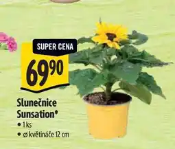 Albert Slunečnice Sunsation, pr. větináče 12 cm nabídka