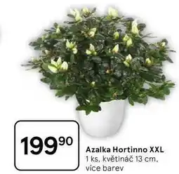 Tesco Azalka Hortinno XXL, 1 ks, květináč 13 cm nabídka