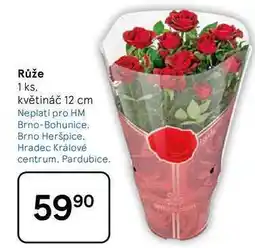 Tesco Růže, 1 ks, květináč 12 cm nabídka