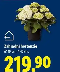 Lidl Zahradní hortenzie, 19 cm, 45 cm nabídka