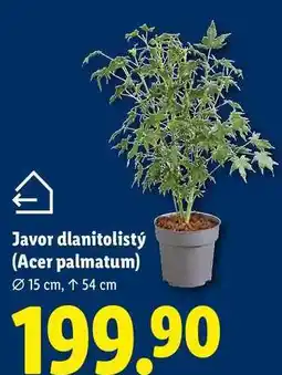 Lidl Javor dlanitolistý (Acer palmatum), Ø 15 cm, ↑ 54 cm nabídka
