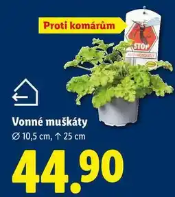 Lidl Vonné muškáty, Ø 10,5 cm nabídka