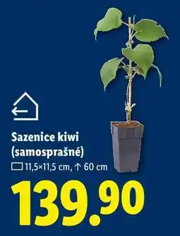 Lidl Sazenice kiwi (samosprašné), 11,5x11,5 cm nabídka