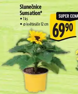 Albert Slunečnice Sunsation nabídka