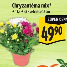 Albert Chryzantéma mix nabídka