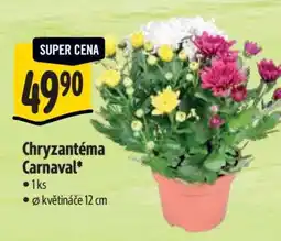Albert Chryzantéma Carnaval nabídka