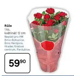 Tesco Růže nabídka
