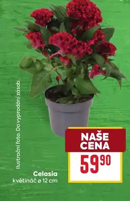 Billa Celosia nabídka