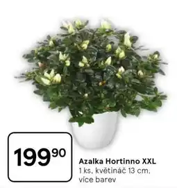 Tesco Azalka Hortinno XXL nabídka