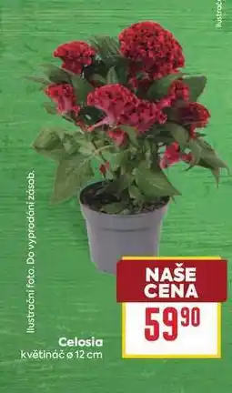 Billa Celosia květináč o 12 cm nabídka