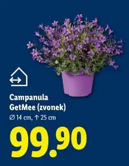 Lidl CAMPANULA GETMEE (ZVONEK) nabídka