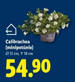 Lidl Calibrachoa (minipetúnie) nabídka