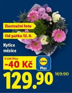 Lidl KYTICE MĚSÍCE nabídka