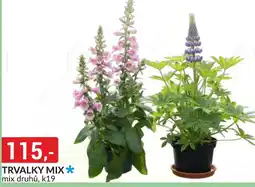 Baumax Trvalky mix nabídka