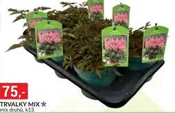 Baumax Trvalky mix nabídka