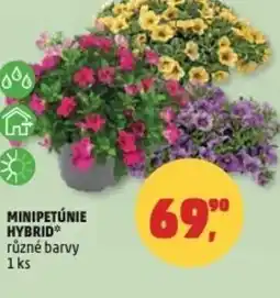 Penny Market Minipetúnie hybrid nabídka